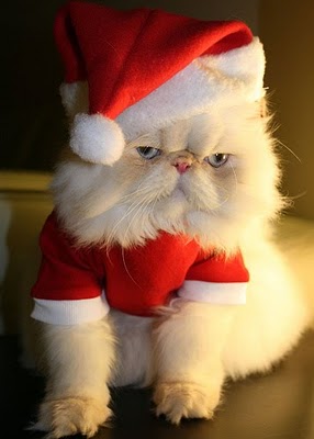 christmas cat4